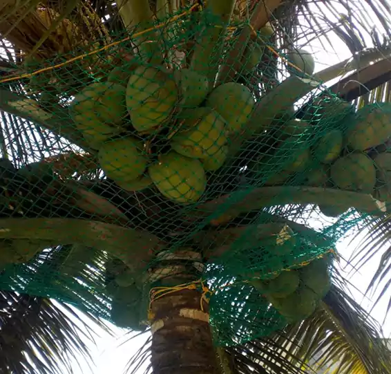 Coconut Tree Safety Nets
